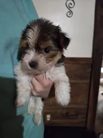 Cooper SALE, a male Yorkshire Terrier for sale in Crawfordsville, IN – Photo 5 of 9