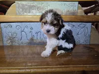 Cooper SALE, a male Yorkshire Terrier for sale in Crawfordsville, IN – Photo 1 of 9