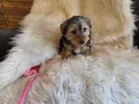 Bella, a female Yorkshire Terrier and Poodle - Toy  for sale in Crawfordsville, IN – Photo 4 of 5