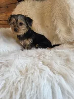 Bella, a female Yorkshire Terrier and Poodle - Toy  for sale in Crawfordsville, IN – Photo 3 of 5