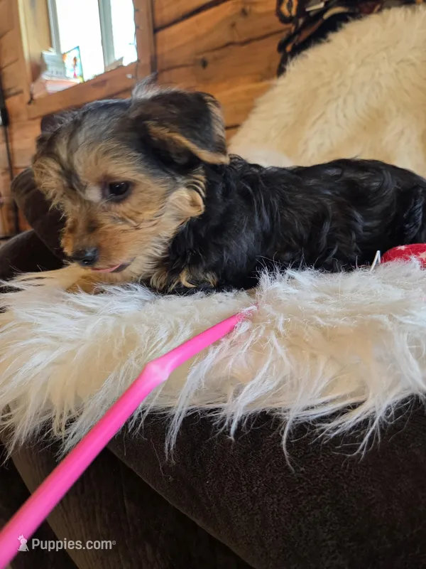 Bella – Yorkshire Terrier, Poodle - Toy  puppy for sale in Crawfordsville, IN