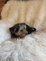 Bella, a female Yorkshire Terrier and Poodle - Toy  for sale in Crawfordsville, IN – Photo 2 of 5