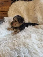 Bella, a female Yorkshire Terrier and Poodle - Toy  for sale in Crawfordsville, IN – Photo 5 of 5