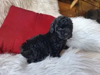 Jett, a male Bichon Frise and Poodle - Toy  for sale in Crawfordsville, IN – Photo 3 of 9
