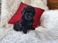 Jett, a male Bichon Frise and Poodle - Toy  for sale in Crawfordsville, IN – Photo 5 of 9