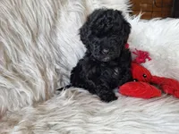 Jett, a male Bichon Frise and Poodle - Toy  for sale in Crawfordsville, IN – Photo 6 of 9