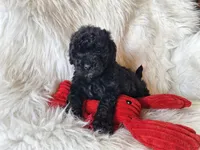 Jett, a male Bichon Frise and Poodle - Toy  for sale in Crawfordsville, IN – Photo 7 of 9