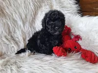 Jett, a male Bichon Frise and Poodle - Toy  for sale in Crawfordsville, IN – Photo 4 of 9