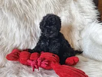 Jett, a male Bichon Frise and Poodle - Toy  for sale in Crawfordsville, IN – Photo 2 of 9