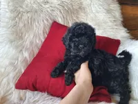 Jett, a male Bichon Frise and Poodle - Toy  for sale in Crawfordsville, IN – Photo 9 of 9