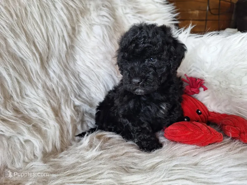 Jett, a male Bichon Frise and Poodle - Toy  for sale in Crawfordsville, IN – Photo 1 of 9