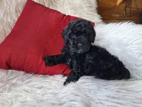 Jett, a male Bichon Frise and Poodle - Toy  for sale in Crawfordsville, IN – Photo 8 of 9