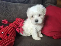 Finn, a male Maltese for sale in Crawfordsville, IN – Photo 4 of 9