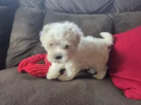 Finn, a male Maltese for sale in Crawfordsville, IN – Photo 8 of 9