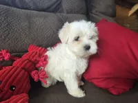 Finn, a male Maltese for sale in Crawfordsville, IN – Photo 3 of 9