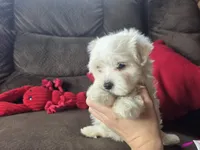 Finn, a male Maltese for sale in Crawfordsville, IN – Photo 5 of 9