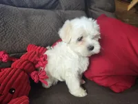 Finn, a male Maltese for sale in Crawfordsville, IN – Photo 6 of 9