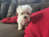 Finn, a male Maltese for sale in Crawfordsville, IN – Photo 9 of 9