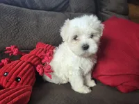 Finn, a male Maltese for sale in Crawfordsville, IN – Photo 2 of 9