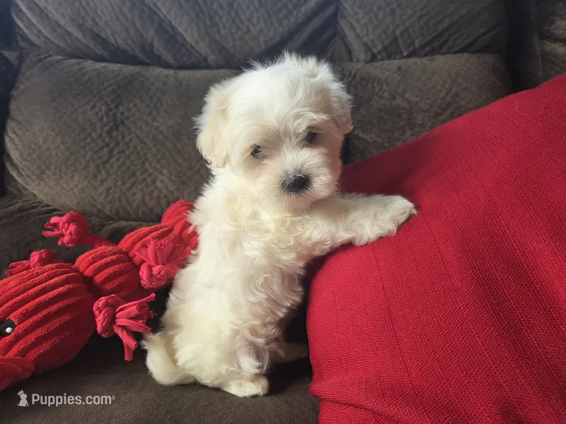 Finn – Maltese puppy for sale in Crawfordsville, IN
