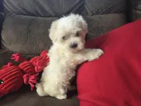 Finn, a male Maltese for sale in Crawfordsville, IN – Photo 1 of 9