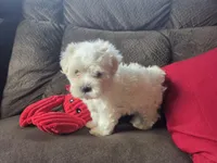 Finn, a male Maltese for sale in Crawfordsville, IN – Photo 7 of 9