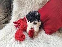 Jax, a male Bichon Frise and Poodle - Toy  for sale in Crawfordsville, IN – Photo 6 of 9