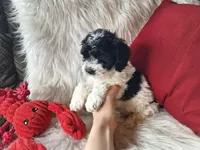 Jax, a male Bichon Frise and Poodle - Toy  for sale in Crawfordsville, IN – Photo 5 of 9