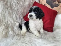 Jax, a male Bichon Frise and Poodle - Toy  for sale in Crawfordsville, IN – Photo 1 of 9