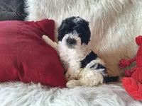 Jax, a male Bichon Frise and Poodle - Toy  for sale in Crawfordsville, IN – Photo 3 of 9