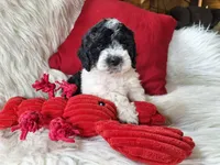 Jax, a male Bichon Frise and Poodle - Toy  for sale in Crawfordsville, IN – Photo 9 of 9