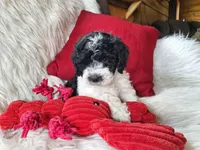 Jax, a male Bichon Frise and Poodle - Toy  for sale in Crawfordsville, IN – Photo 8 of 9