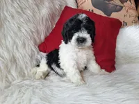 Jax, a male Bichon Frise and Poodle - Toy  for sale in Crawfordsville, IN – Photo 2 of 9