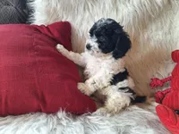 Jax, a male Bichon Frise and Poodle - Toy  for sale in Crawfordsville, IN – Photo 4 of 9