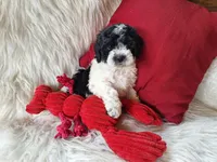 Jax, a male Bichon Frise and Poodle - Toy  for sale in Crawfordsville, IN – Photo 7 of 9