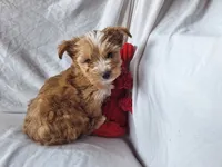 Rolly, a male Maltese and Yorkshire Terrier for sale in Crawfordsville, IN – 5 of 9