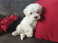 Frey, a male Maltese for sale in Crawfordsville, IN – Photo 6 of 10