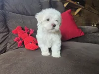Frey, a male Maltese for sale in Crawfordsville, IN – Photo 10 of 10