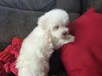 Frey, a male Maltese for sale in Crawfordsville, IN – Photo 2 of 10