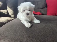 Frey, a male Maltese for sale in Crawfordsville, IN – Photo 9 of 10