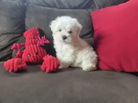 Frey, a male Maltese for sale in Crawfordsville, IN – Photo 8 of 10