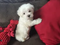 Frey, a male Maltese for sale in Crawfordsville, IN – Photo 3 of 10