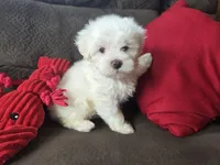Frey, a male Maltese for sale in Crawfordsville, IN – Photo 4 of 10