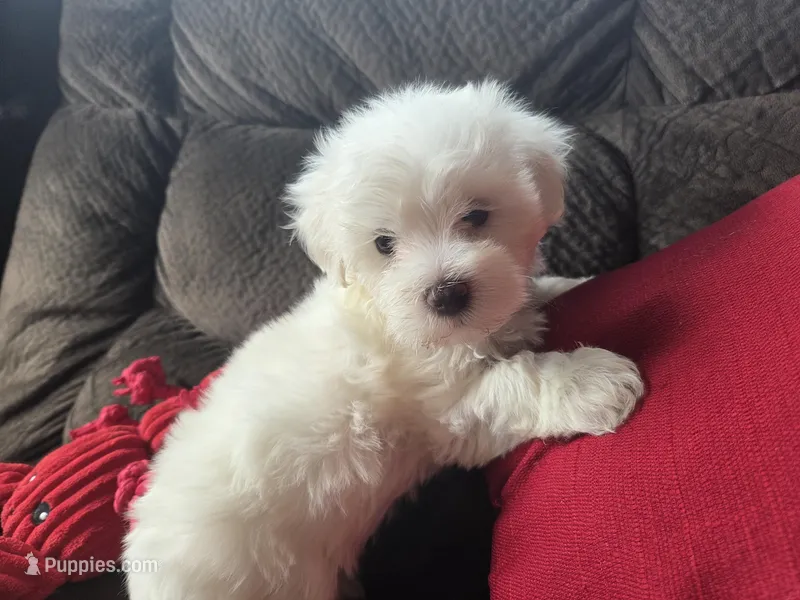 Frey – Maltese puppy for sale in Crawfordsville, IN
