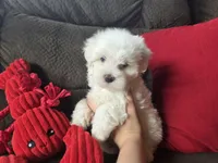 Frey, a male Maltese for sale in Crawfordsville, IN – Photo 5 of 10