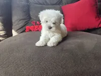 Frey, a male Maltese for sale in Crawfordsville, IN – Photo 7 of 10