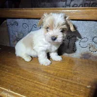 Captain SALE, a male Yorkshire Terrier for sale in Crawfordsville, IN – Photo 1 of 10