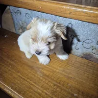 Captain SALE, a male Yorkshire Terrier for sale in Crawfordsville, IN – Photo 5 of 10