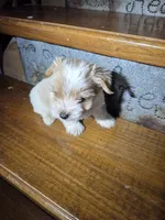 Captain SALE, a male Yorkshire Terrier for sale in Crawfordsville, IN – Photo 5 of 10