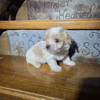 Captain SALE, a male Yorkshire Terrier for sale in Crawfordsville, IN – Photo 4 of 10